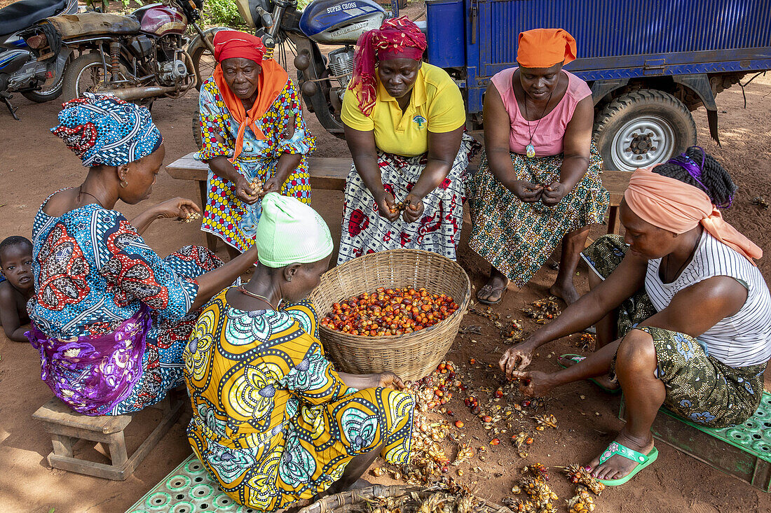 Villagers processing palm fruit for oil in Dokoue, Benin, West Africa, Africa