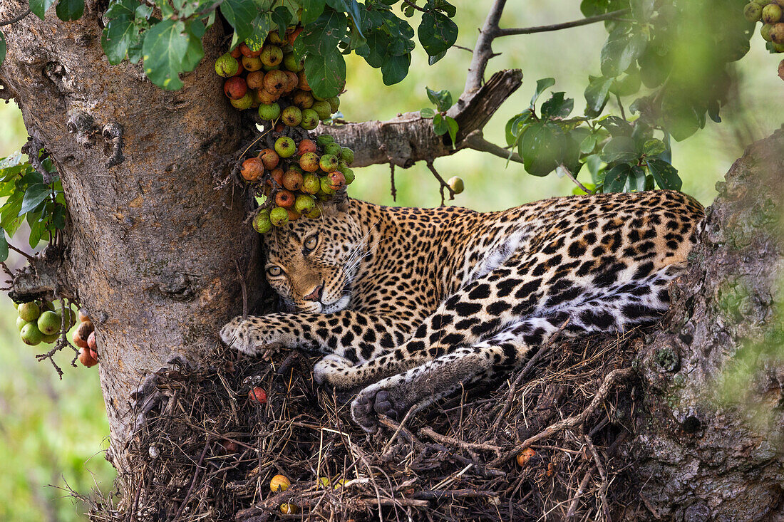 Leopard (Panthera pardus) in einem Baum,Masai Mara,Kenia,Ostafrika,Afrika