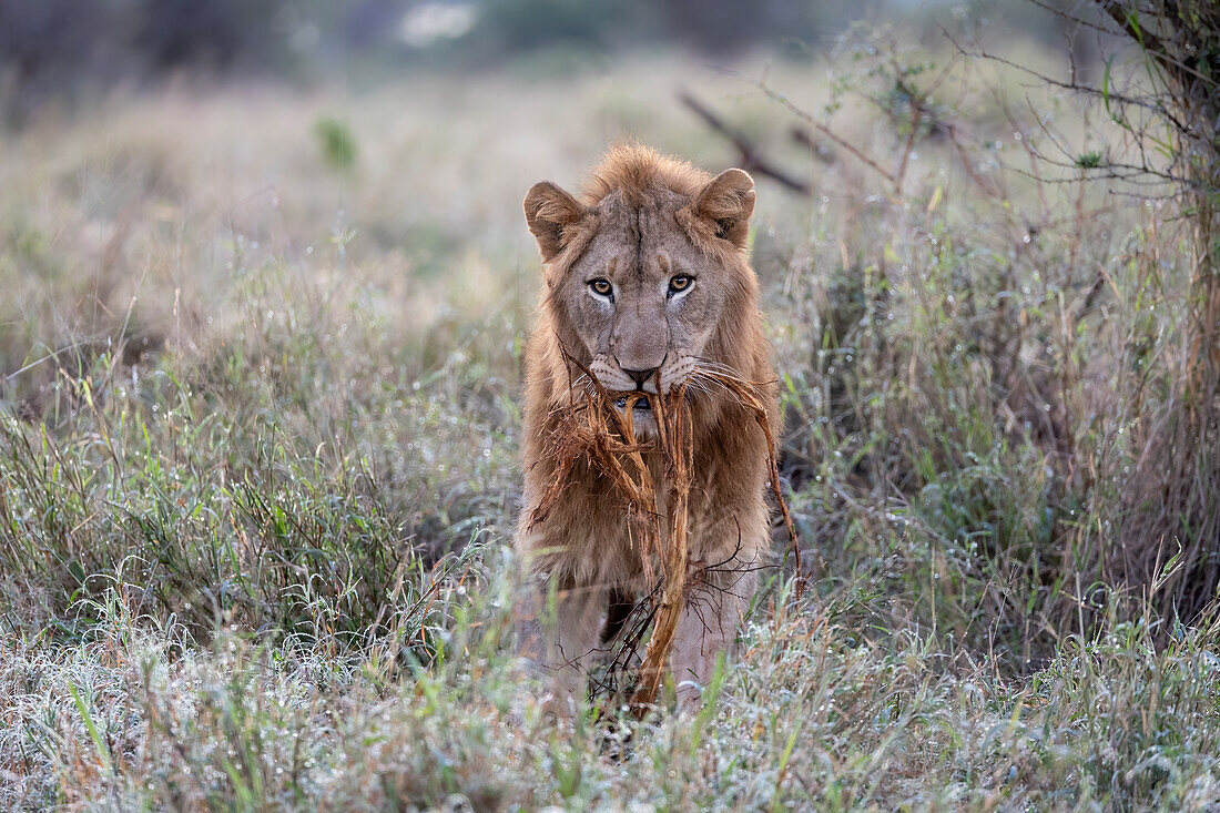 Lion (Panthera leo) playing with vegetation, Zimanga Private Game Reserve, KwaZulu-Natal, South Africa