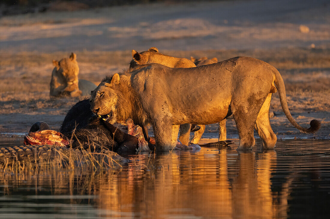 Löwen (Panthera leo) an erlegtem Büffel,Chobe-Nationalpark,Botsuana,Afrika