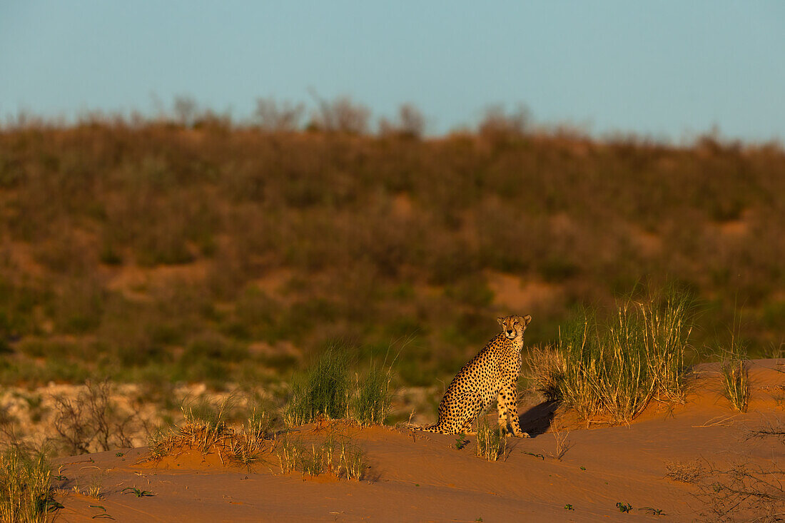 Cheetah (Acinonyx jubatus), Kgalagadi Transfrontier Park, Northern Cape, South Africa