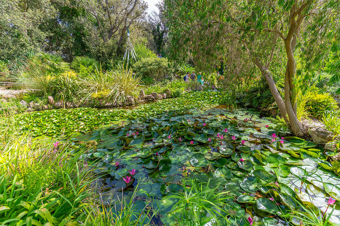 Blick auf rosa Seerosen im Teich und tropische Flora in den Giardini la Mortella Botanical Gardens,Forio,Insel Ischia,Kampanien,Italien,Europa