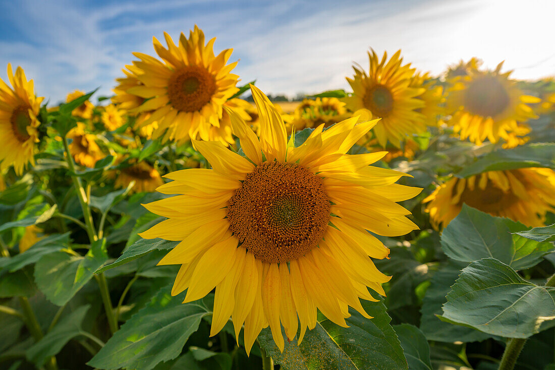 View of sunflowers at Barlow Sunflower Fields, Barlow, Derbyshire, England, United Kingdom, Europe