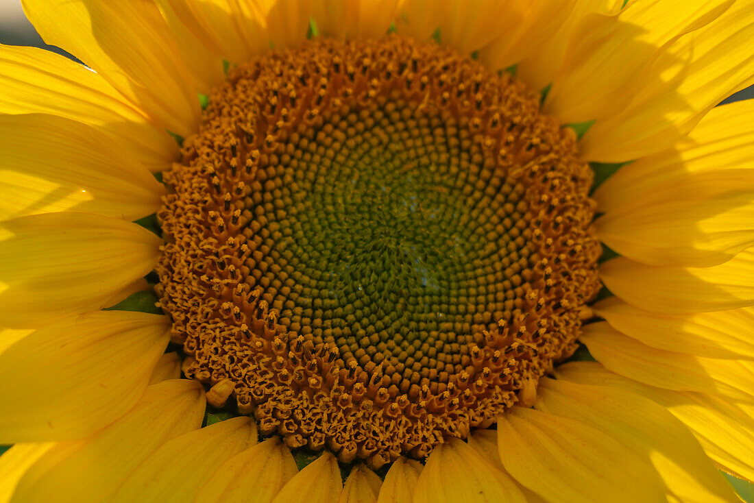 View of sunflowers at Barlow Sunflower Fields, Barlow, Derbyshire, England, United Kingdom, Europe