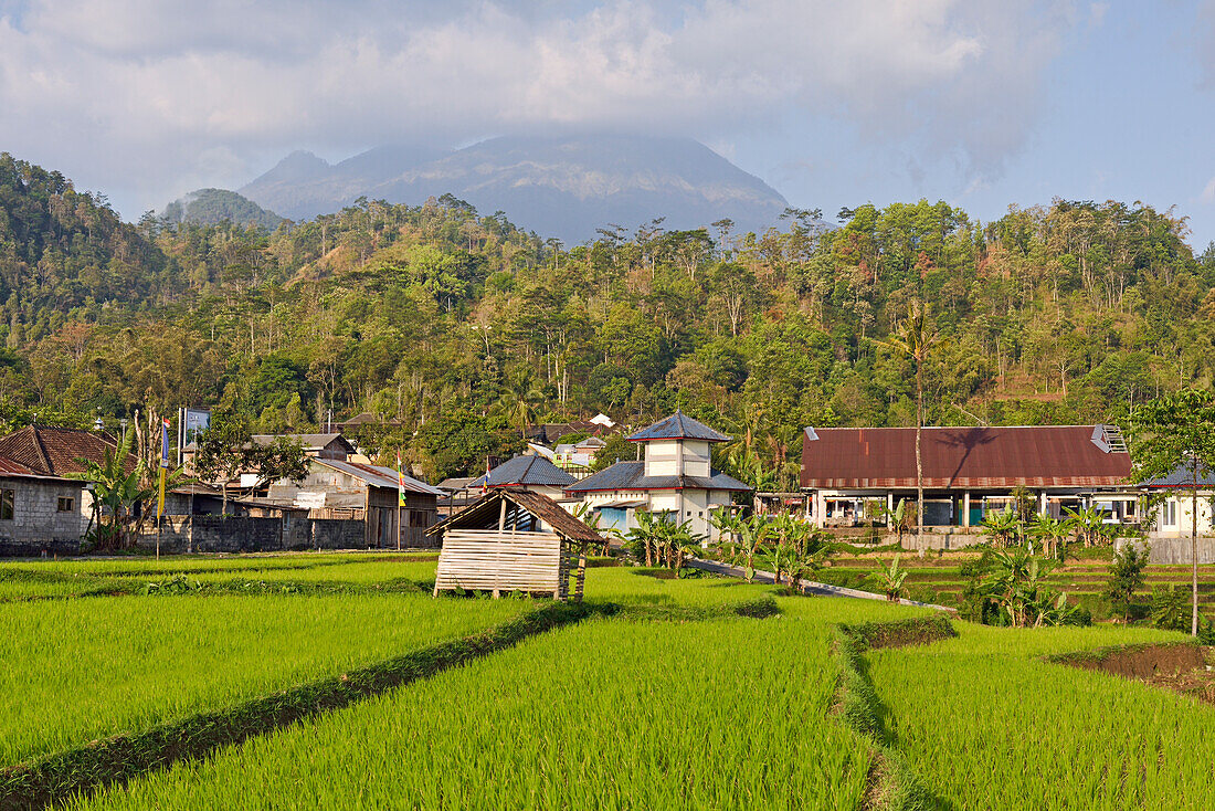 Hamlet in the middle of paddy fields in Tawangmangu area, the Gunung (volcano) Lawu in the background, Karanganyar district, near Surakarta (Solo), Java island, Indonesia, Southeast Asia, Asia