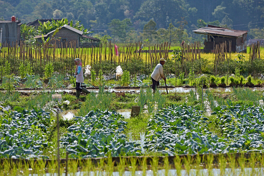 Nahrungsmittelpflanzen und Reisfelder im Gebiet Tawangmangu,Bezirk Karanganyar,nahe Surakarta (Solo),Insel Java,Indonesien,Südostasien,Asien