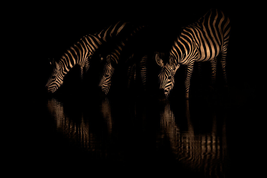 Three Plains zebra (Equus quagga) drinking at night, Shompole, Kenya, East Africa, Africa