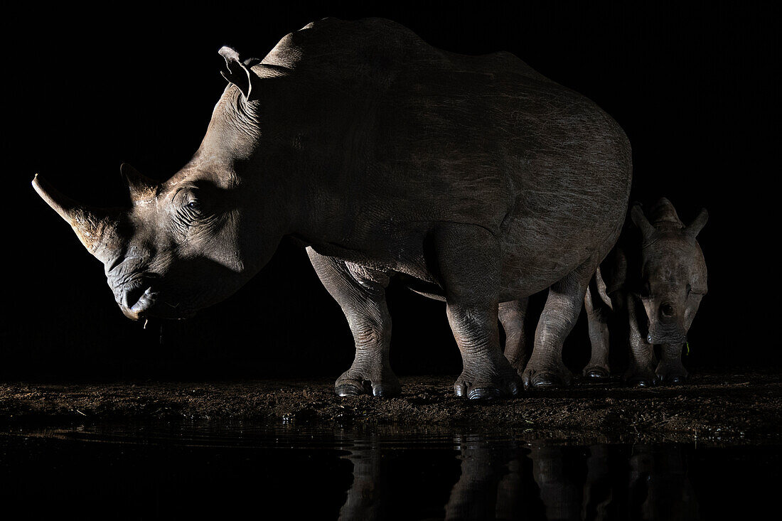 White rhino (Ceratotherium simum) and calf at night, Zimanga Private Game Reserve, KwaZulu-Natal, South Africa, Africa