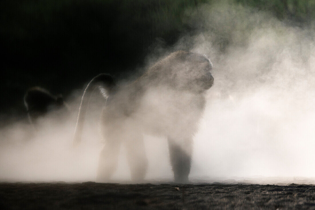 Olive baboon (Papio anubis), Shompole, Kenya, East Africa, Africa