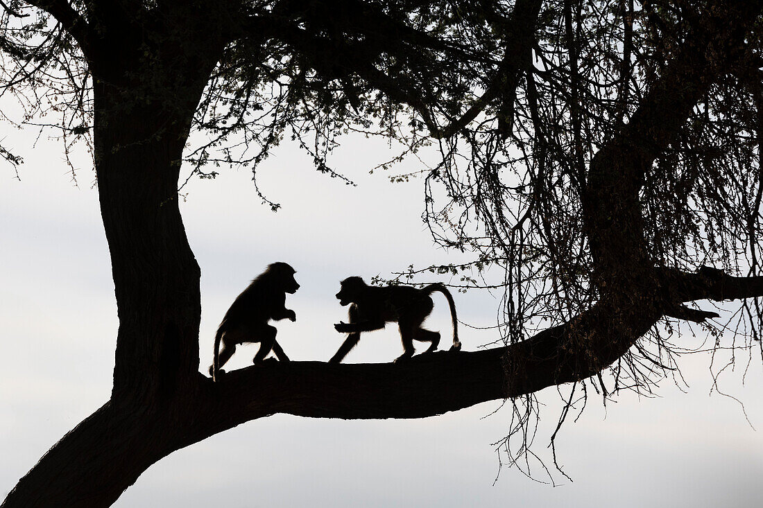 Olive baboons (Papio anubis) silhouette, Shompole, Kenya, East Africa, Africa