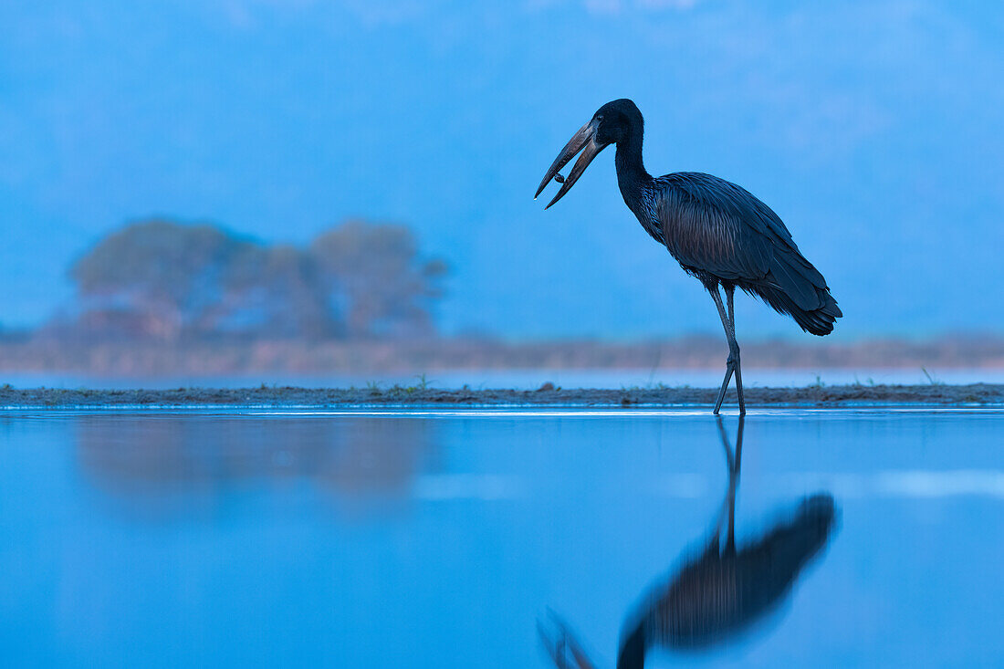 Afrikanischer Offenschnabel (Anastomus lamelligerus),Zimanga-Wildreservat,KwaZulu-Natal,Südafrika,Afrika