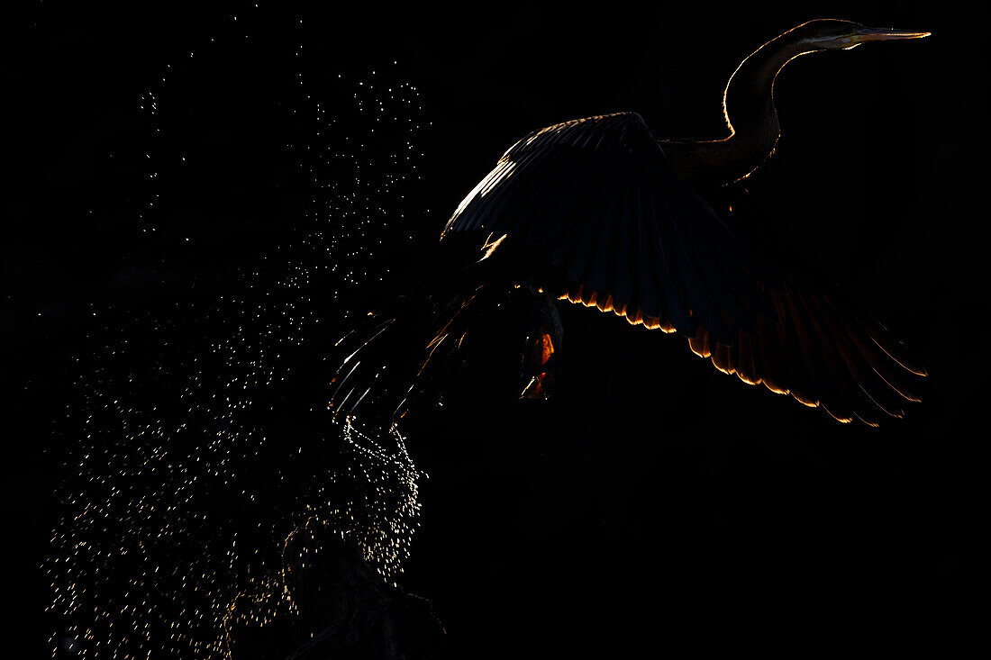 African darter (Anhinga rufa), Chobe National Park, Botswana, Africa