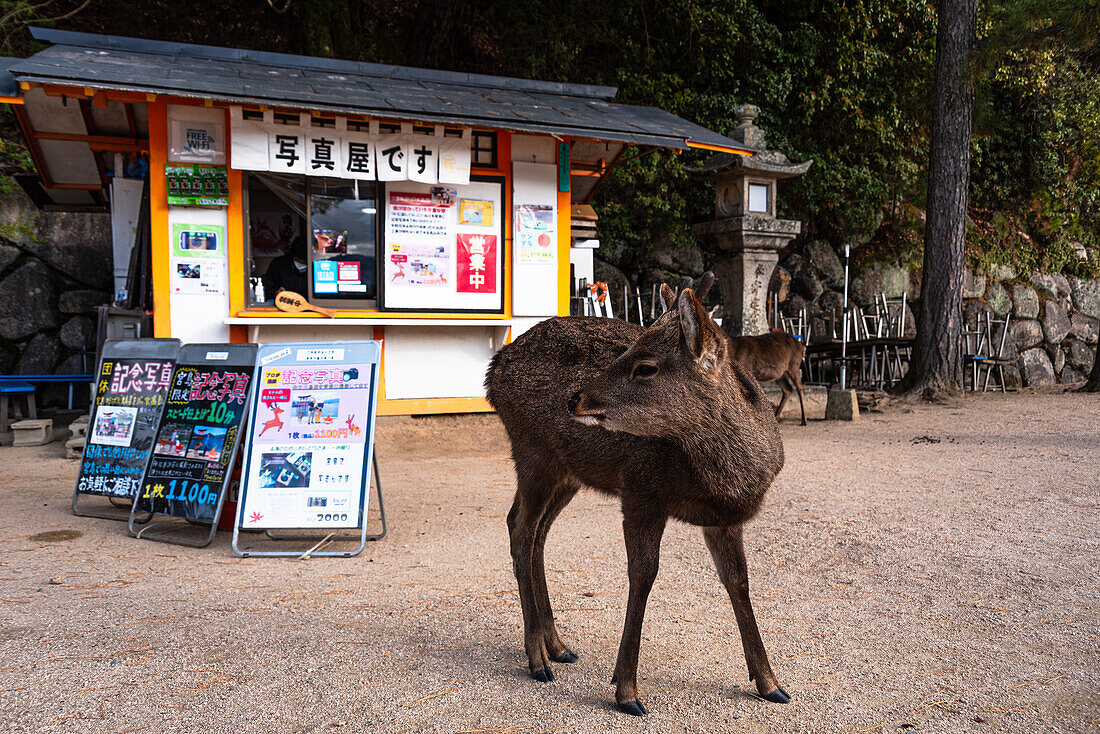 Wilde Rehe in einem kleinen Laden in Miyajima,Präfektur Hiroshima,Honshu,Japan,Asien