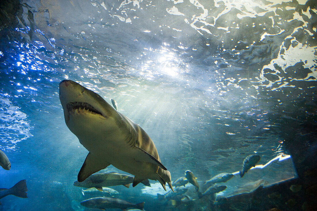 Shark in Aquarium of San Sebastian, Bay of Biscay, province of Gipuzkoa, Basque Country, Spain, Europe