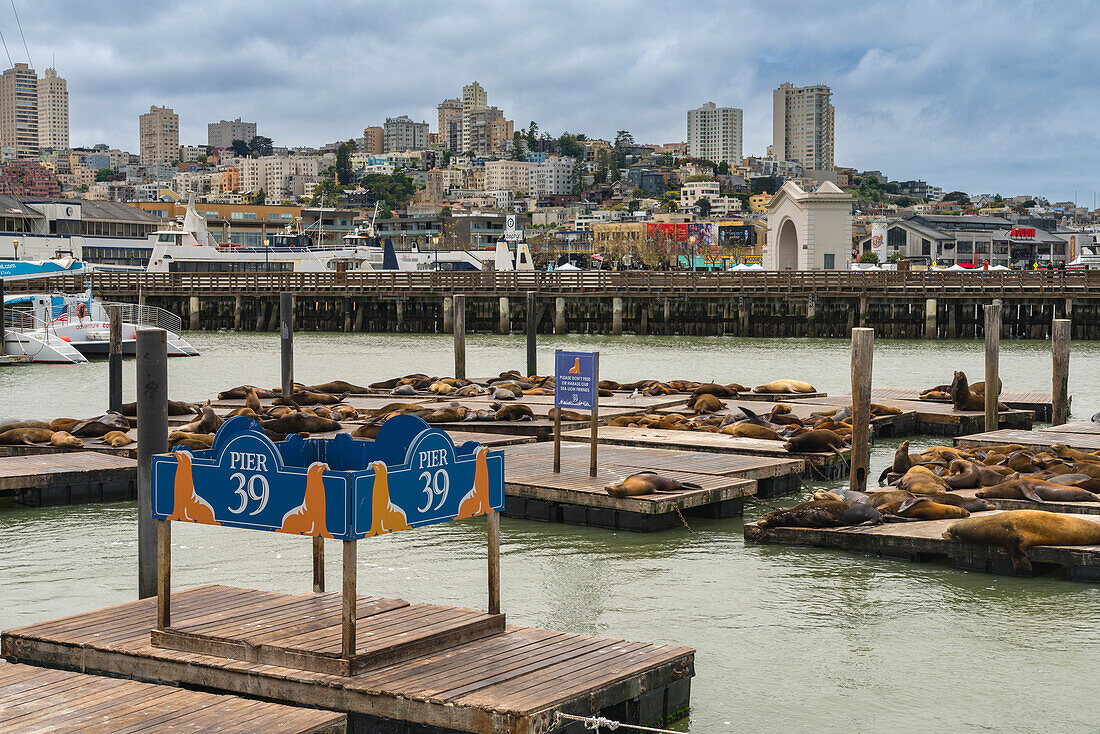 Kalifornische Seelöwen entspannen sich am Pier 39,San Francisco,San Francisco Peninsula,Kalifornien,Vereinigte Staaten von Amerika,Nordamerika