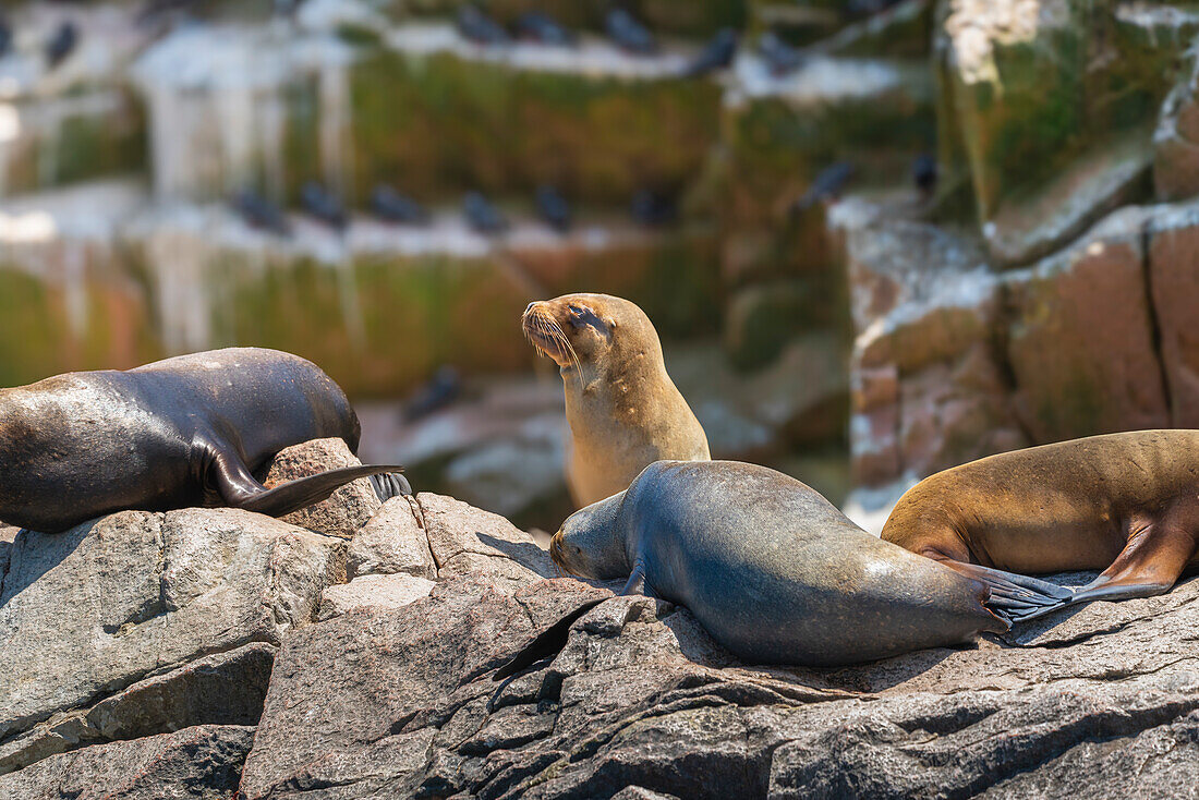 Südamerikanische Seelöwen (Otaria byronia),Ballestas Inseln,Paracas,Peru,Südamerika