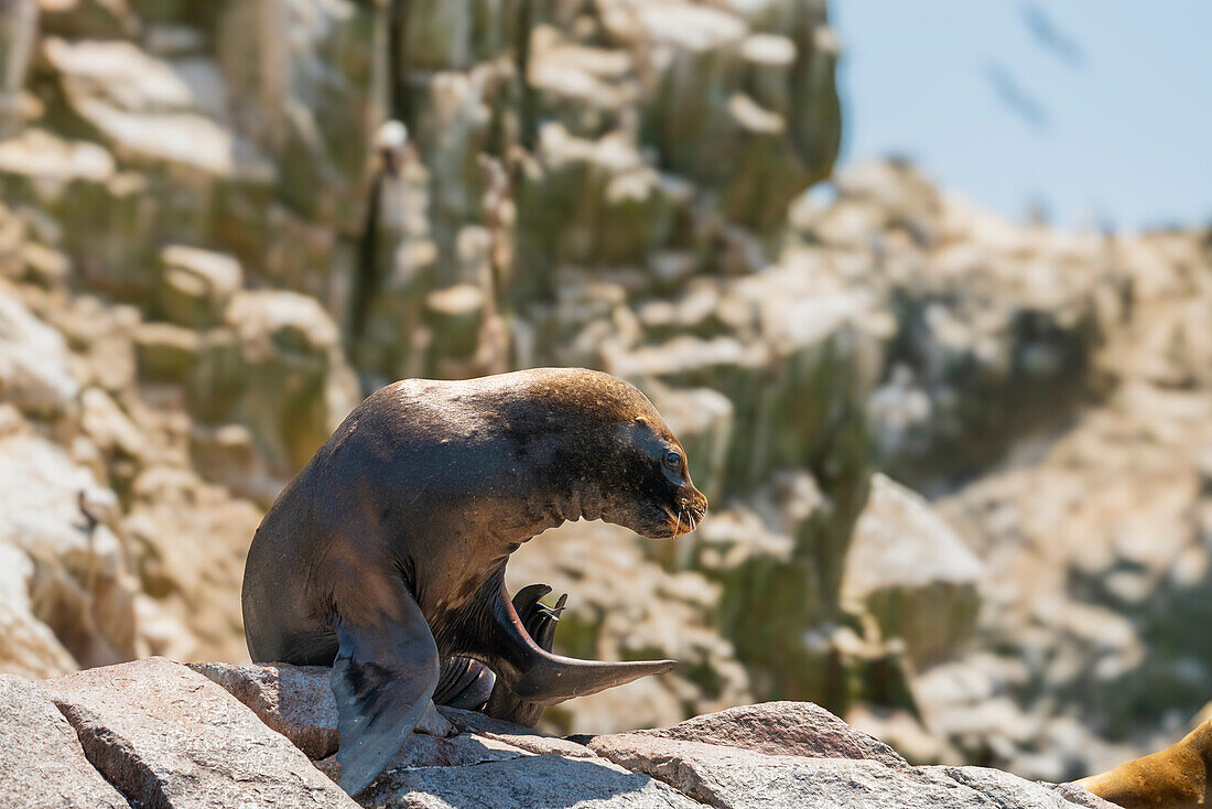 Südamerikanischer Seelöwe (Otaria byronia),Ballestas-Inseln,Paracas,Peru,Südamerika