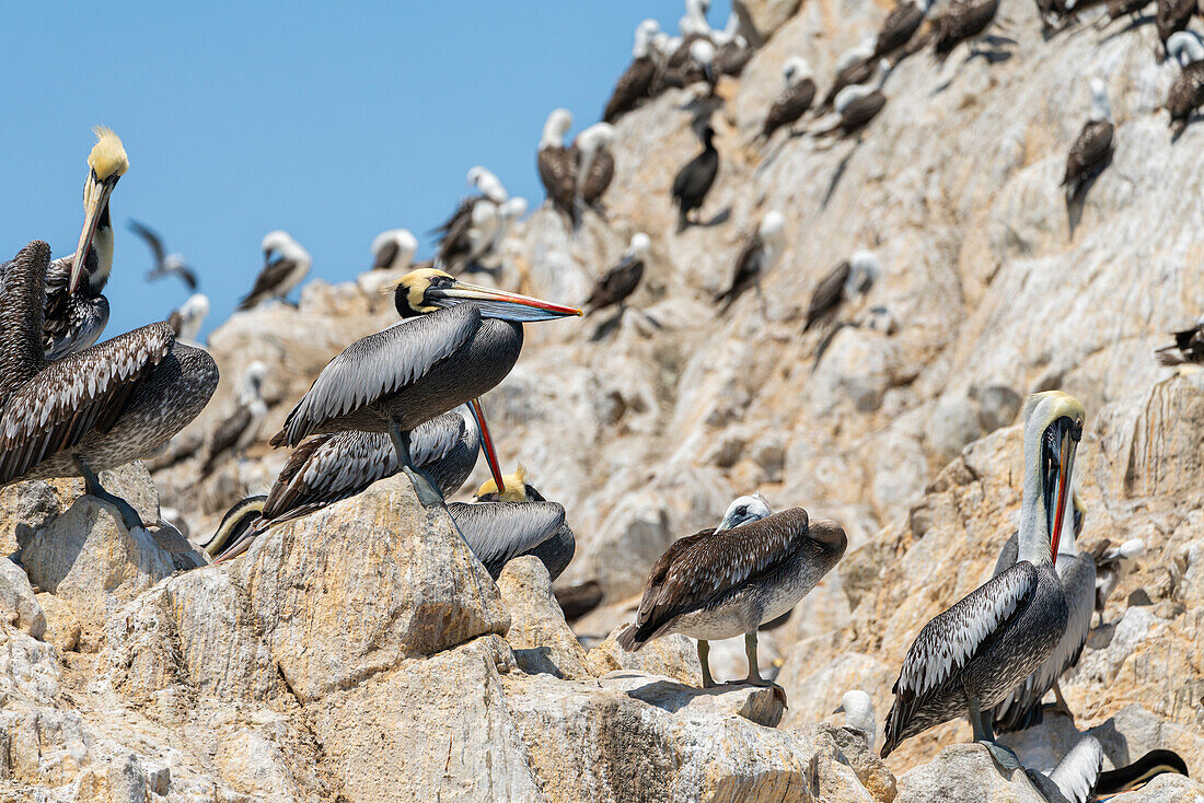 Kolonie peruanischer Pelikane (Pelecanus thagus),Ballestas-Inseln,Paracas,Peru,Südamerika