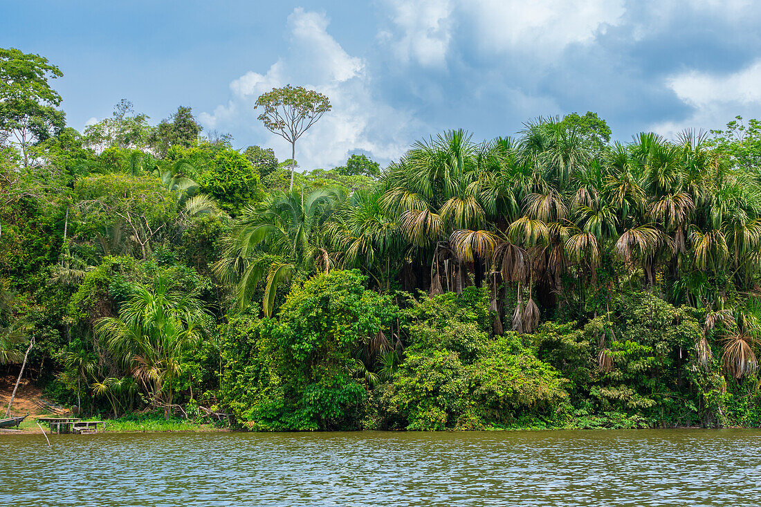 Lake Sandoval and Aguaje palms, Tambopata National Reserve, Puerto Maldonado, Madre de Dios, Peru, South America