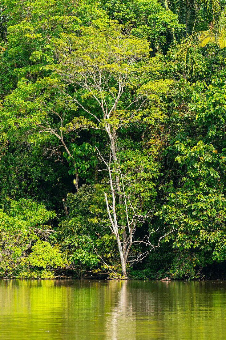 Sandoval-See,Tambopata-Nationalreservat,Puerto Maldonado,Madre de Dios,Peru,Südamerika