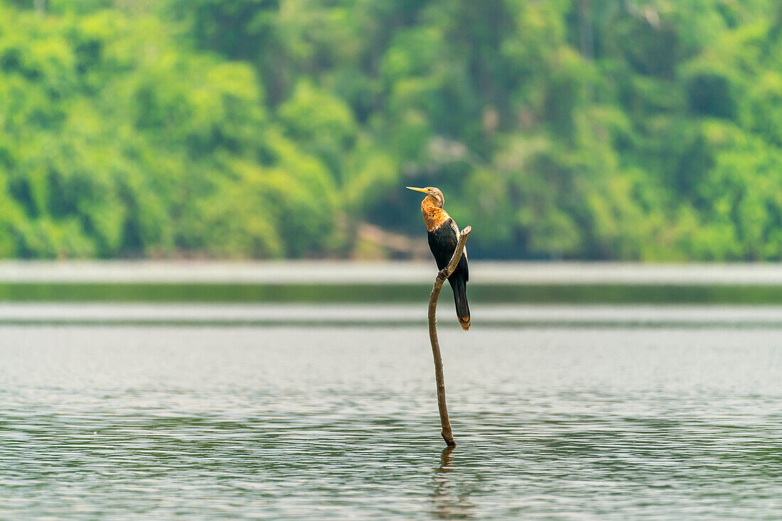 Anhinga (Anhinga anhinga) auf einem Ast am Sandoval-See,Tambopata-Nationalreservat,Peru,Südamerika