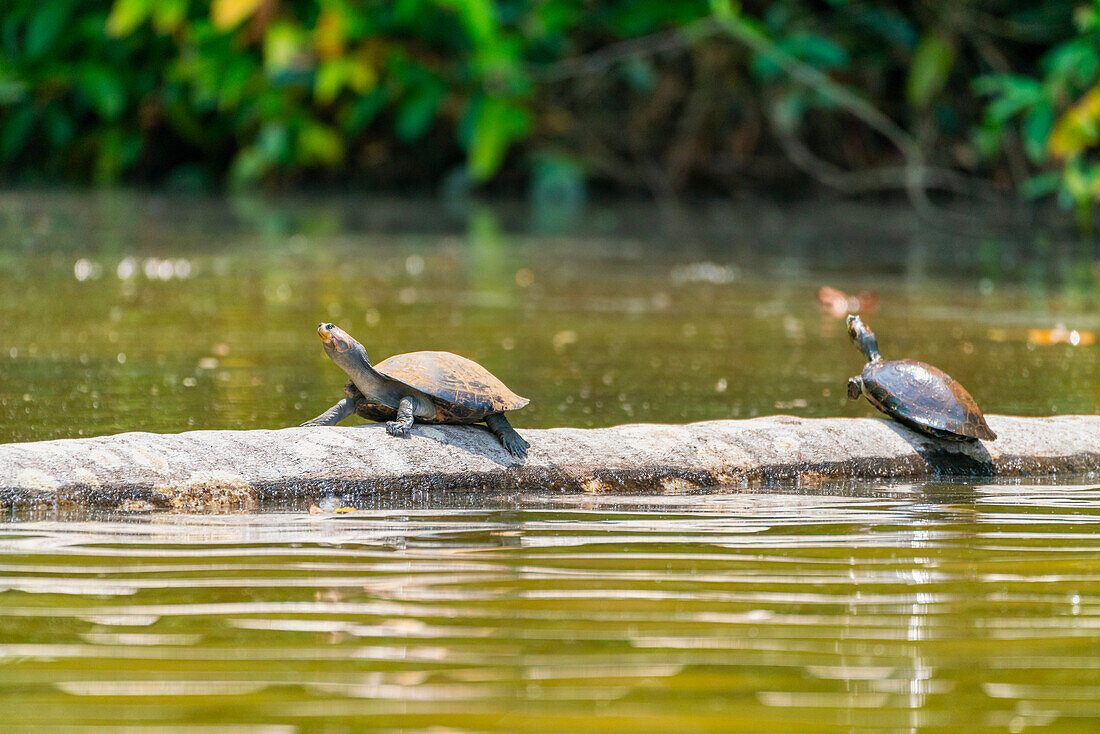 Yellow-spotted river turtles (Podocnemis unifilis), Lake Sandoval, Tambopata National Reserve near Puerto Maldonado, Peru, South America