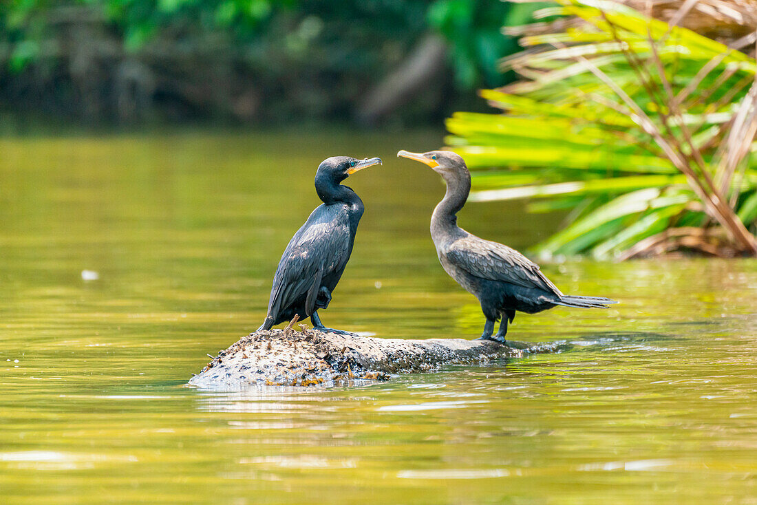 Neotropic cormorant (Phalacrocorax brasilianus) (Phalacrocorax olivaceus) (Nannopterum brasilianum), Lake Sandoval, Tambopata National Reserve, Peru, South America