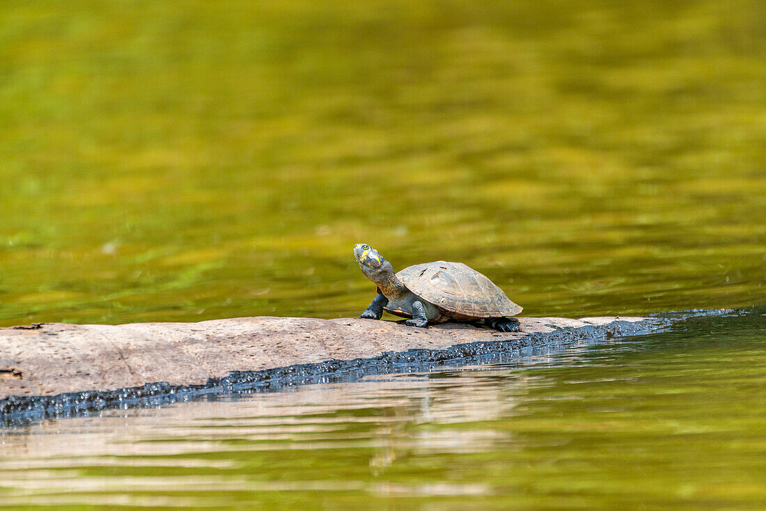 Yellow-spotted river turtle (Podocnemis unifilis), Lake Sandoval, Tambopata National Reserve near Puerto Maldonado, Peru, South America