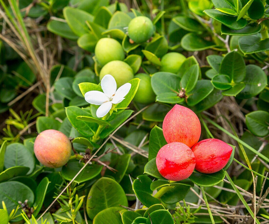 Natal Plum (carissa macrocarpa), a shrub native to Southern Africa, popular in Bermuda as a plant for hedges, Bermuda, North Atlantic