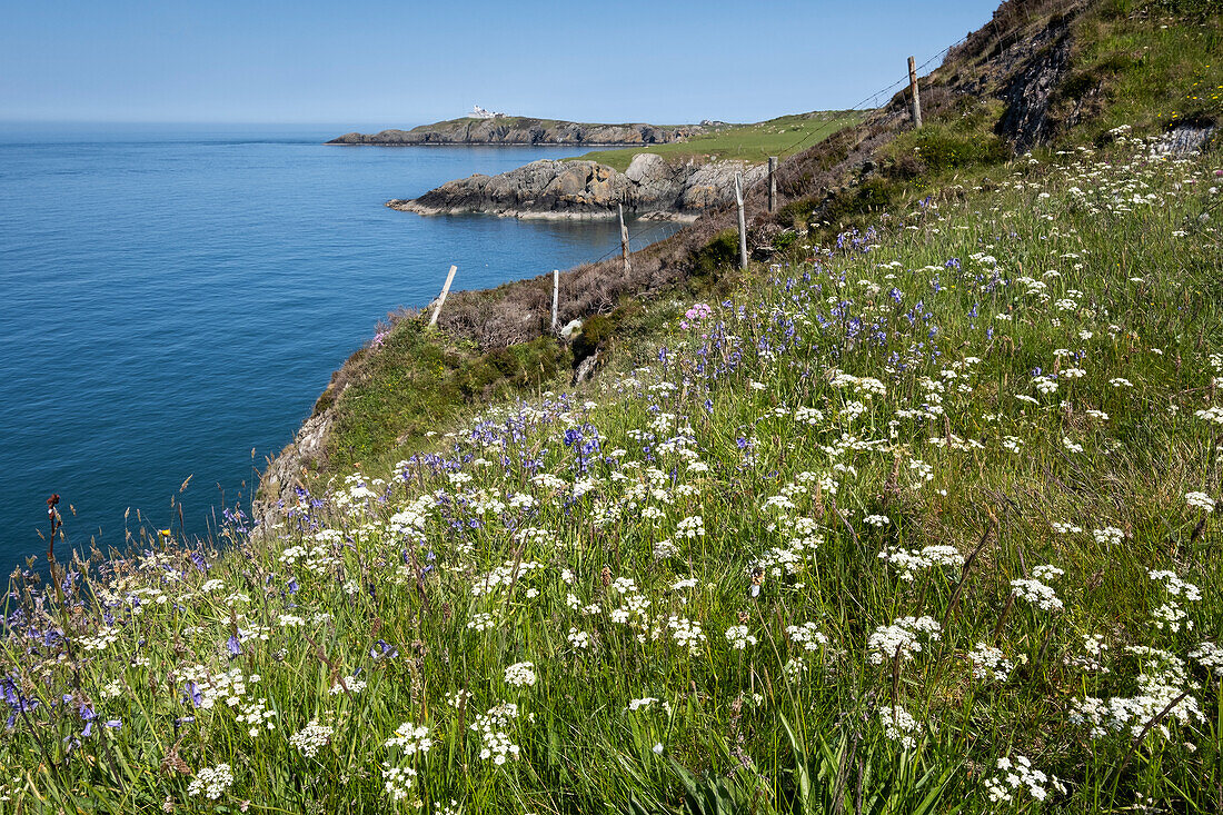 Wildblumen,darunter Kuhschelle (Anthriscus sylvestris) und Blauglöckchen (Hyacinthoides non-scripta) auf dem Anglesey Coastal Path mit Blick auf den Point Lynas Lighthouse im Frühling,nahe Amlwch,Isle of Anglesey,Nordwales,Vereinigtes Königreich,Europa