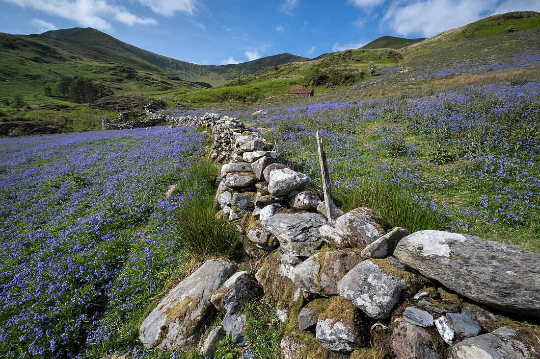 Blauglocken (Hyacinthoides non-scripta) in Cwm Pennant vor dem Hintergrund des Nantlle-Rückens,Cwm Pennant,Park (Eryri),Gwynedd,Nordwales,Vereinigtes Königreich,Europa