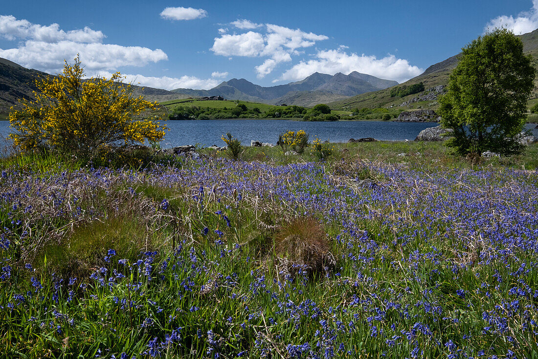 Blauglocken neben Llynnau Mymbyr vor dem Hintergrund des Snowdon-Hufeisens,Dyffryn Mymbyr,Snowdonia-Nationalpark (Eryri),Nordwales,Vereinigtes Königreich,Europa