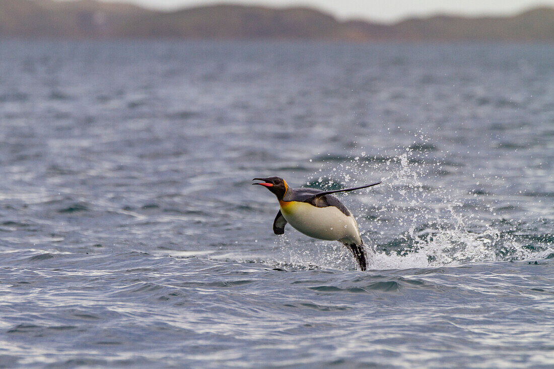 Königspinguin (Aptenodytes patagonicus),Brut- und Nistkolonie auf der Insel Südgeorgien,Südpolarmeer,Polarregionen