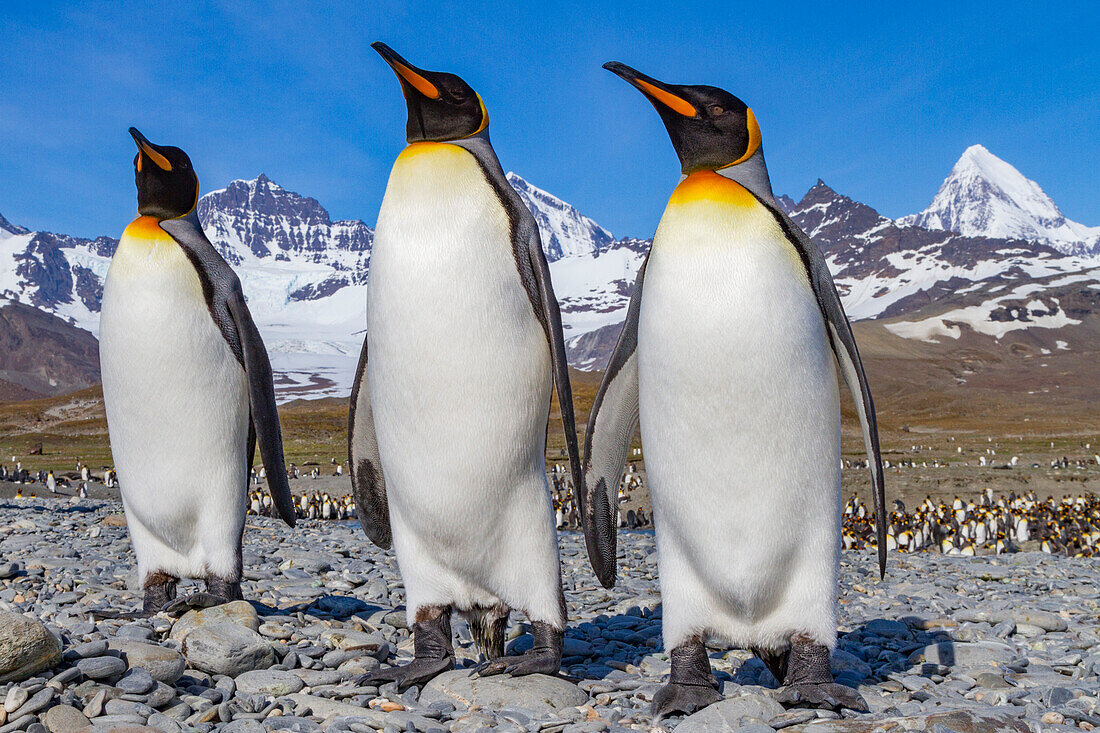 Königspinguin (Aptenodytes patagonicus) Brut- und Nistkolonie auf der Insel Südgeorgien,Südlicher Ozean,Polargebiete