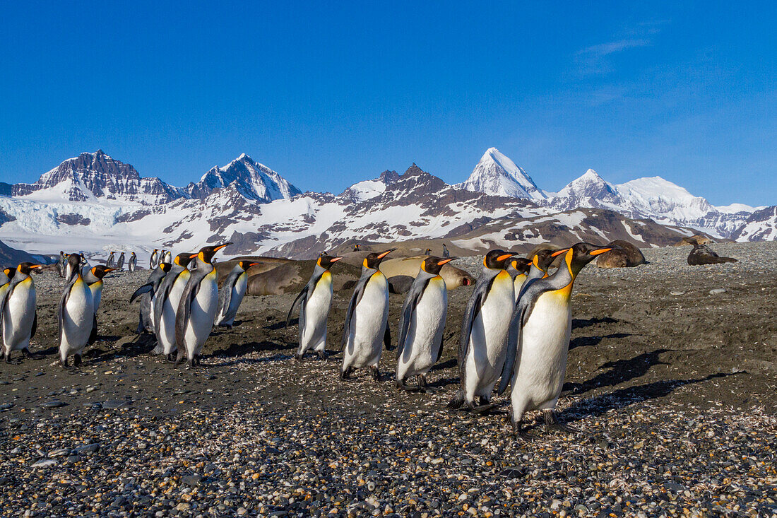 King penguin (Aptenodytes patagonicus) breeding and nesting colony on South Georgia Island, Southern Ocean, Polar Regions