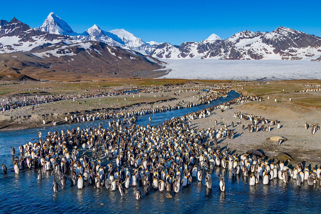 Königspinguin (Aptenodytes patagonicus) Brut- und Nistkolonie auf der Insel Südgeorgien,Südlicher Ozean,Polargebiete