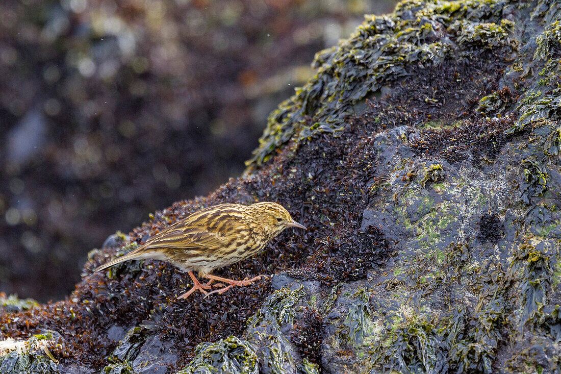 Ausgewachsener Südgeorgienpieper (Anthus antarcticus) beim Fressen bei Ebbe auf Prion Island,Bay of Isles,Südgeorgien,Polargebiete