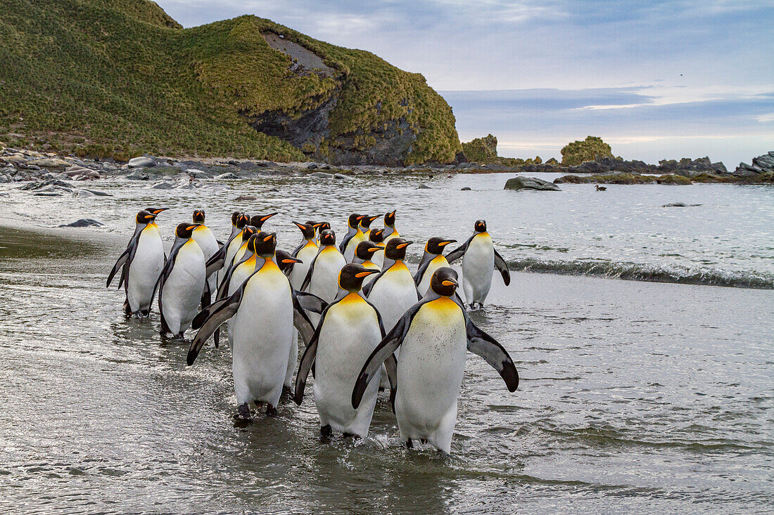 Königspinguin (Aptenodytes patagonicus) Brut- und Nistkolonie auf der Insel Südgeorgien,Südlicher Ozean,Polargebiete