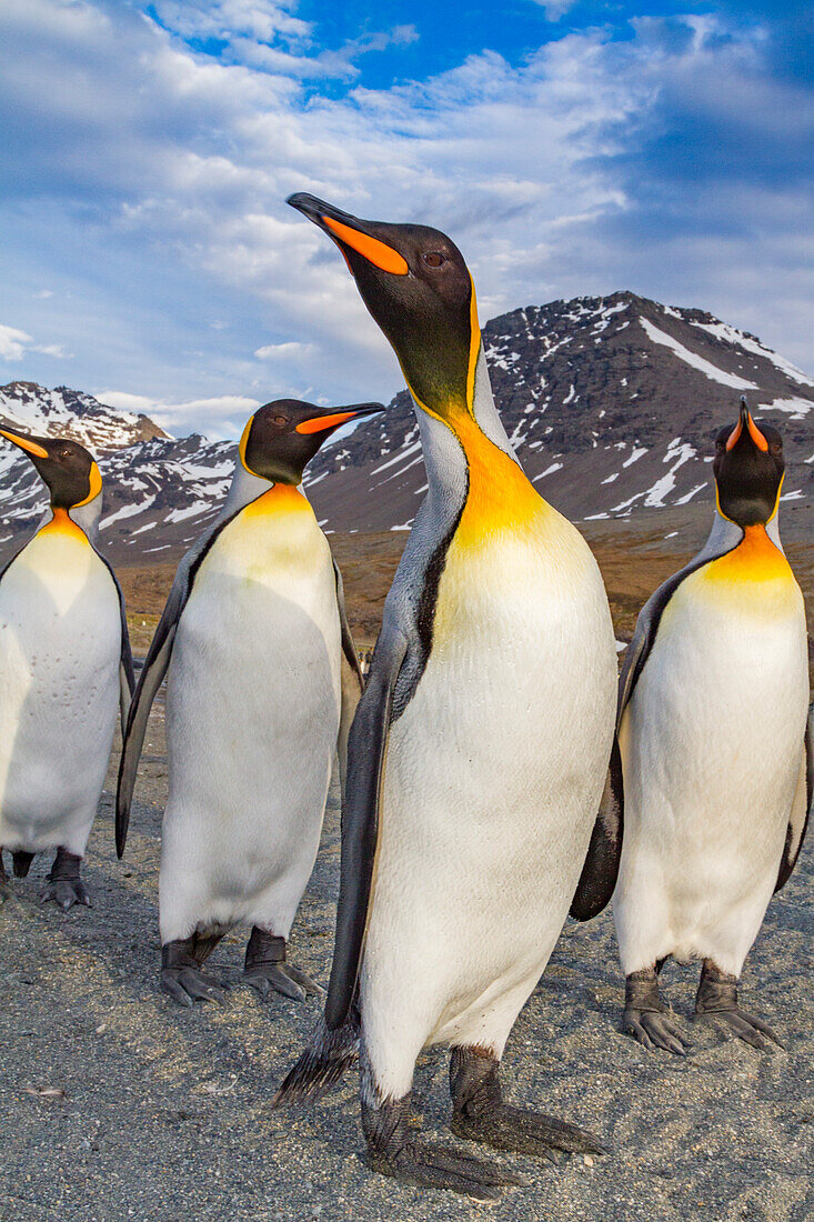 Königspinguin (Aptenodytes patagonicus) Brut- und Nistkolonie auf der Insel Südgeorgien,Südlicher Ozean,Polargebiete