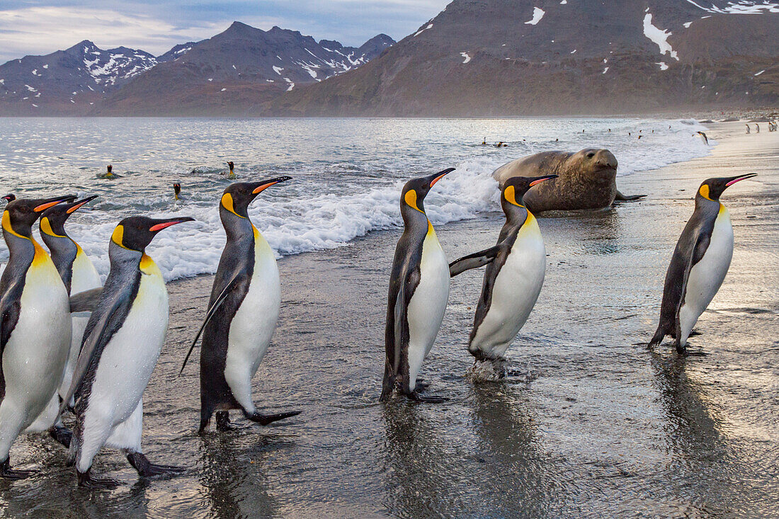 Königspinguin (Aptenodytes patagonicus) Brut- und Nistkolonie auf der Insel Südgeorgien,Südlicher Ozean,Polargebiete