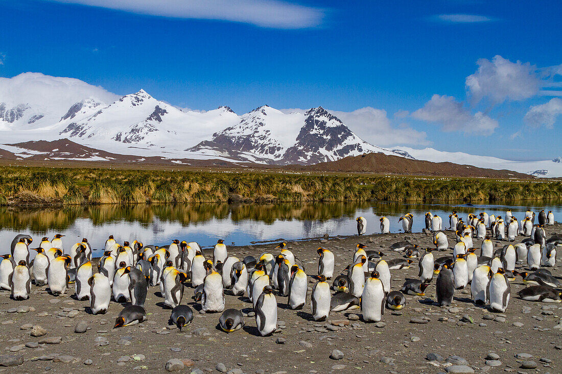 Königspinguin (Aptenodytes patagonicus) Brut- und Nistkolonie auf der Insel Südgeorgien,Südlicher Ozean,Polargebiete