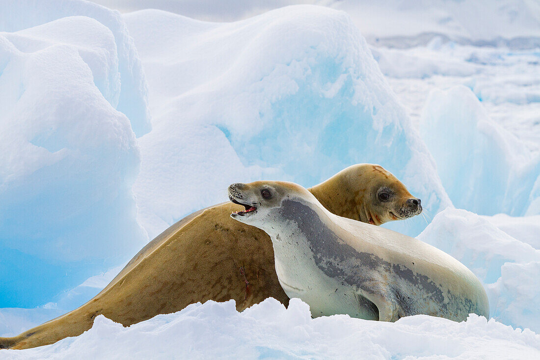 Crabeater seals (Lobodon carcinophaga) hauled out on ice floe near the Antarctic Peninsula, Antarctica, Polar Regions