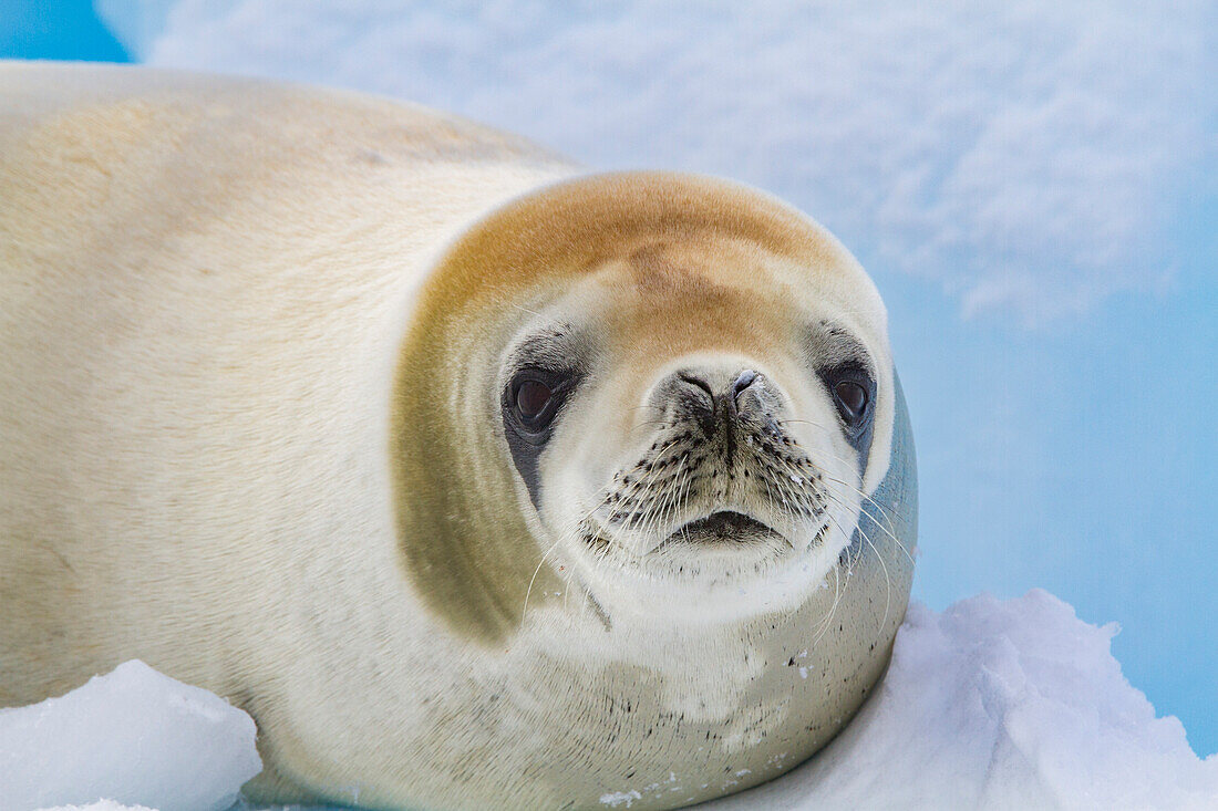 Crabeater seal (Lobodon carcinophaga) hauled out on ice floe near the Antarctic Peninsula, Antarctica, Polar Regions