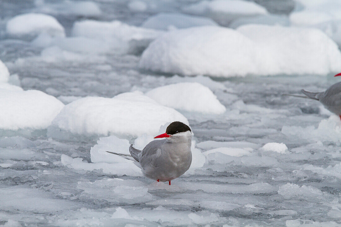 Antarctic tern (Sterna vittata) in brash ice near the Antarctic Peninsula, Antarctica, Southern Ocean, Polar Regions