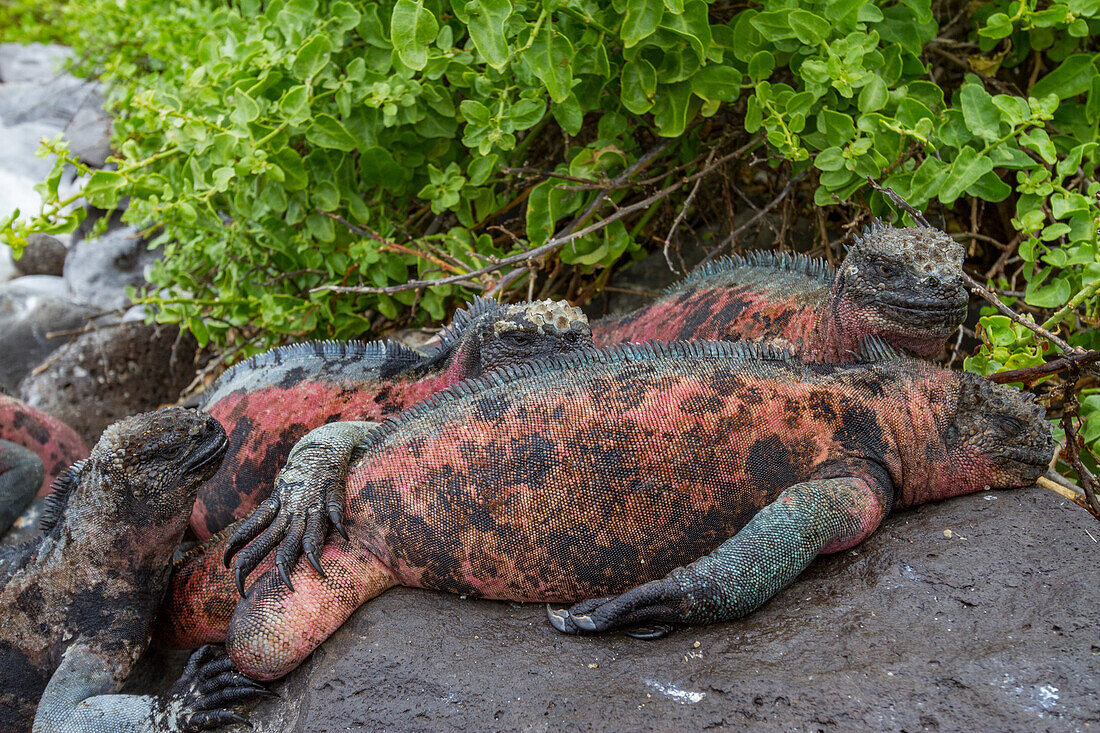 Der endemische Galapagos-Meeresleguan (Amblyrhynchus cristatus) auf der Insel Espanola auf den Galapagos-Inseln,UNESCO-Weltnaturerbe,Ecuador,Südamerika