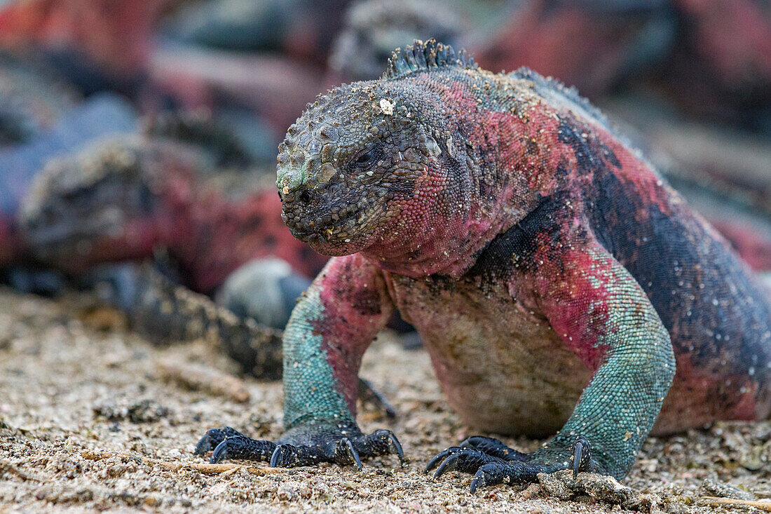 Der endemische Galapagos-Meeresleguan (Amblyrhynchus cristatus) auf der Insel Espanola auf den Galapagos-Inseln,UNESCO-Weltnaturerbe,Ecuador,Südamerika