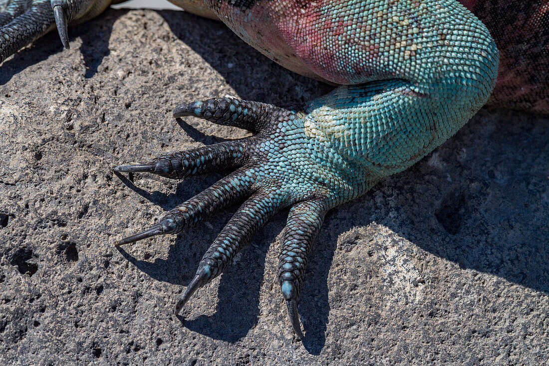 The endemic Galapagos marine iguana (Amblyrhynchus cristatus), foot detail, Espanola Island in the Galapagos Islands, UNESCO World Heritage Site, Ecuador, South America