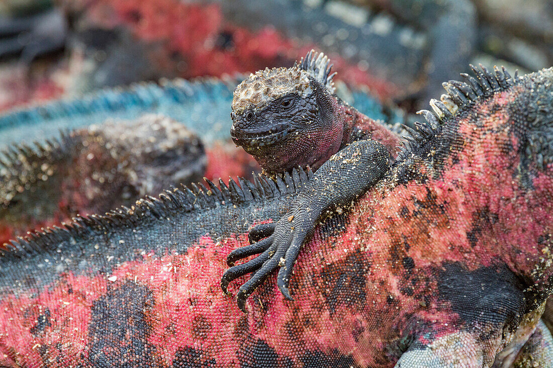 The endemic Galapagos marine iguana (Amblyrhynchus cristatus) on Espanola Island in the Galapagos Islands, UNESCO World Heritage Site, Ecuador, South America