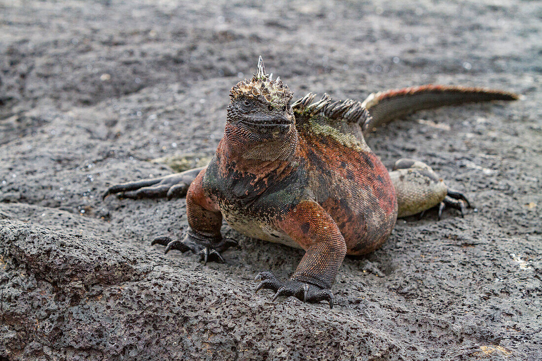 Der endemische Galapagos-Meeresleguan (Amblyrhynchus cristatus) im Galapagos-Inselarchipel,UNESCO-Welterbe,Ecuador,Südamerika