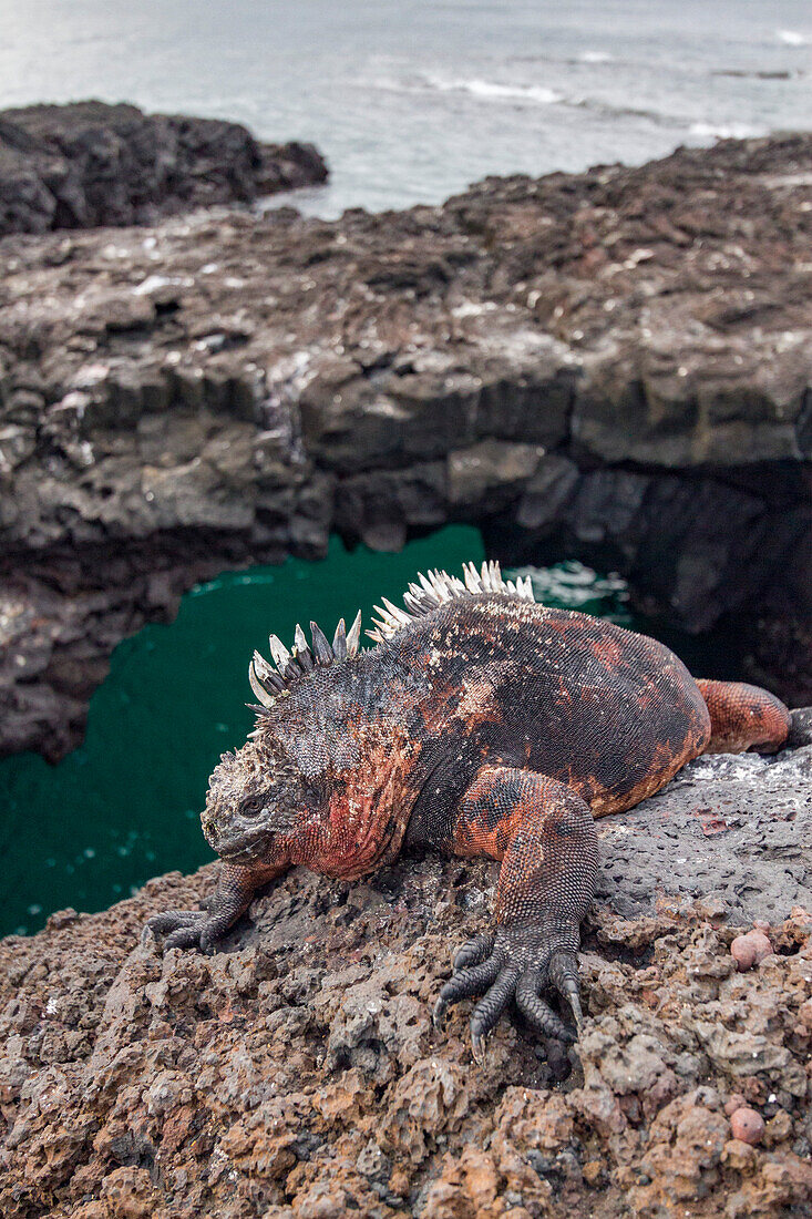 Der endemische Galapagos-Meeresleguan (Amblyrhynchus cristatus) im Galapagos-Inselarchipel,UNESCO-Weltnaturerbe,Ecuador,Südamerika